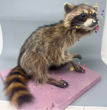 Pre-Recorded Course: Mammal Body Wrapping & Mounting