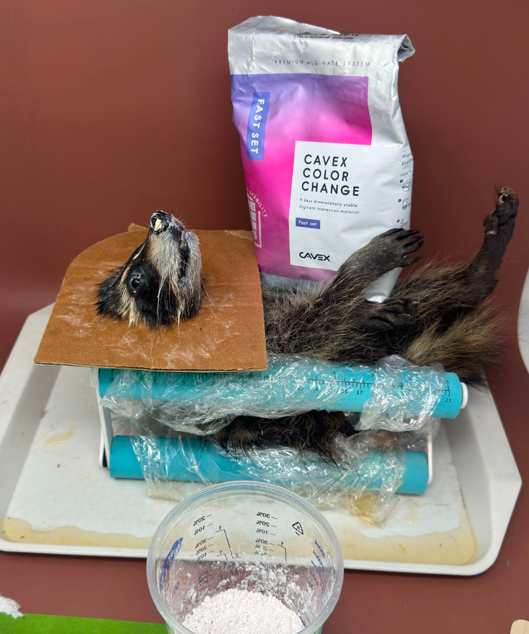 Pre-Recorded Course: Mammal Body Wrapping & Mounting