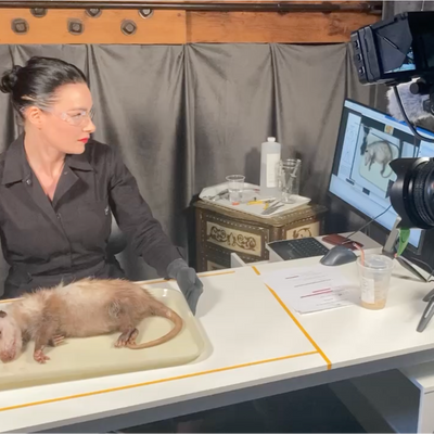 Online Course: Skinning & Tanning