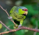 Advanced Birds semi-private course with Allis Markham
