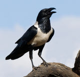 Advanced Bird Lessons with Allis Markham