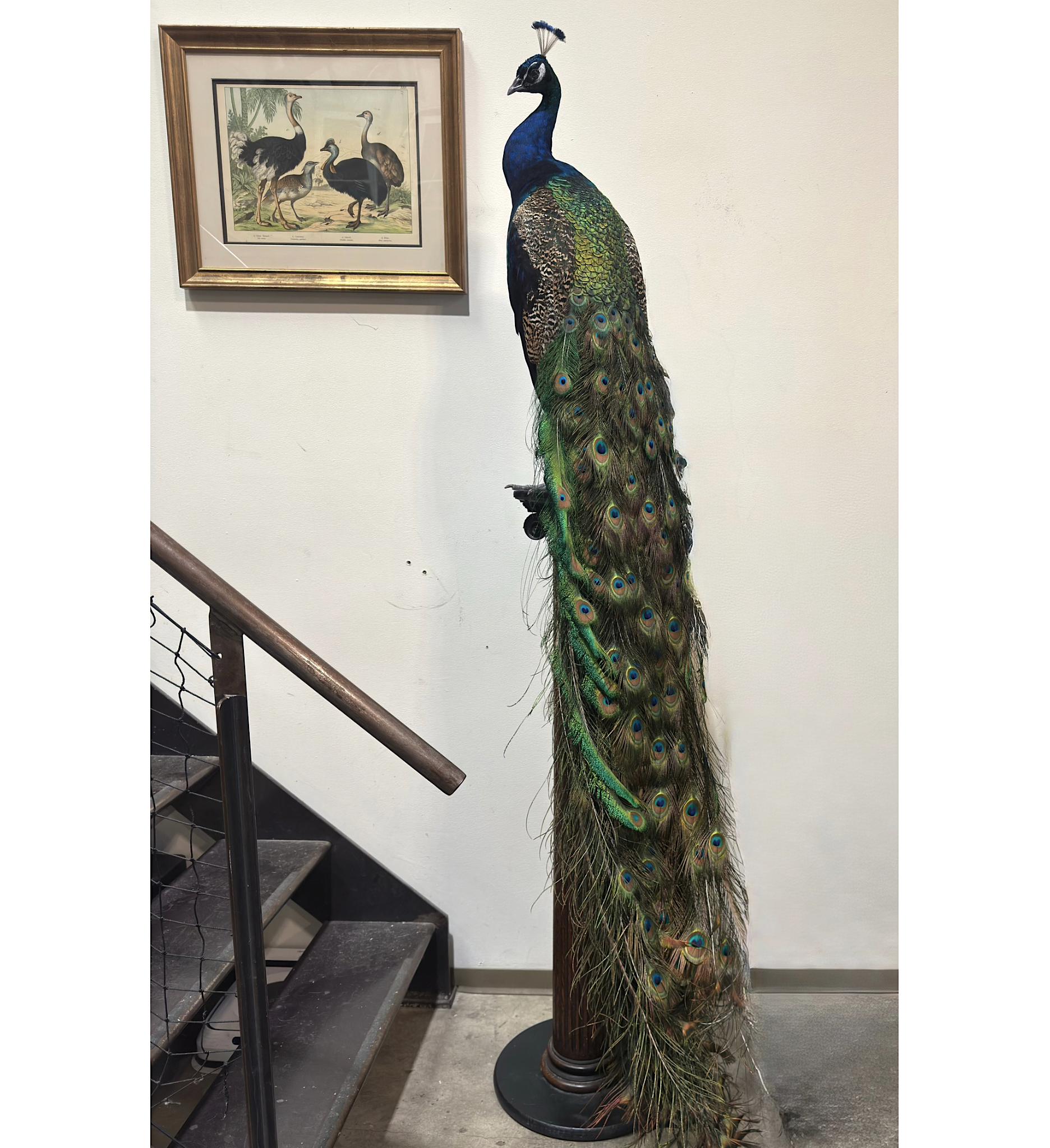 Custom Peacock Taxidermy