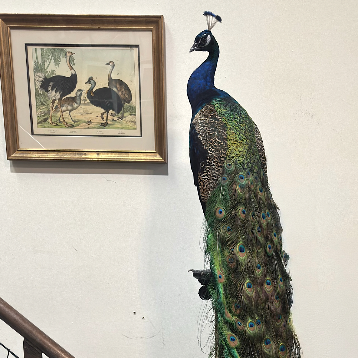 Custom Peacock Taxidermy