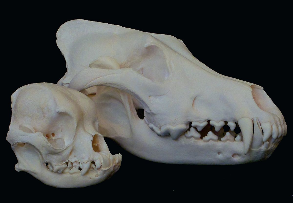 Pet Skull Cleaning Services  - 50% Deposit