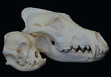 Pet Skull Cleaning Services  - 50% Deposit