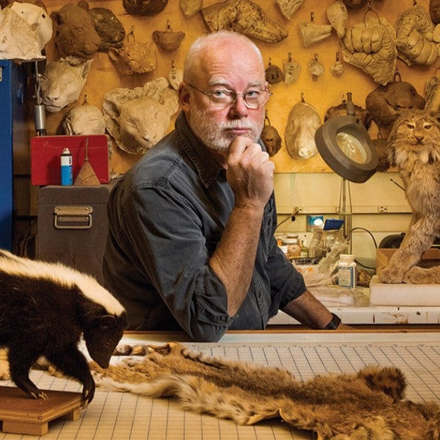 Quail Taxidermy Class Quail Taxidermy with NHM's Tim Bovard