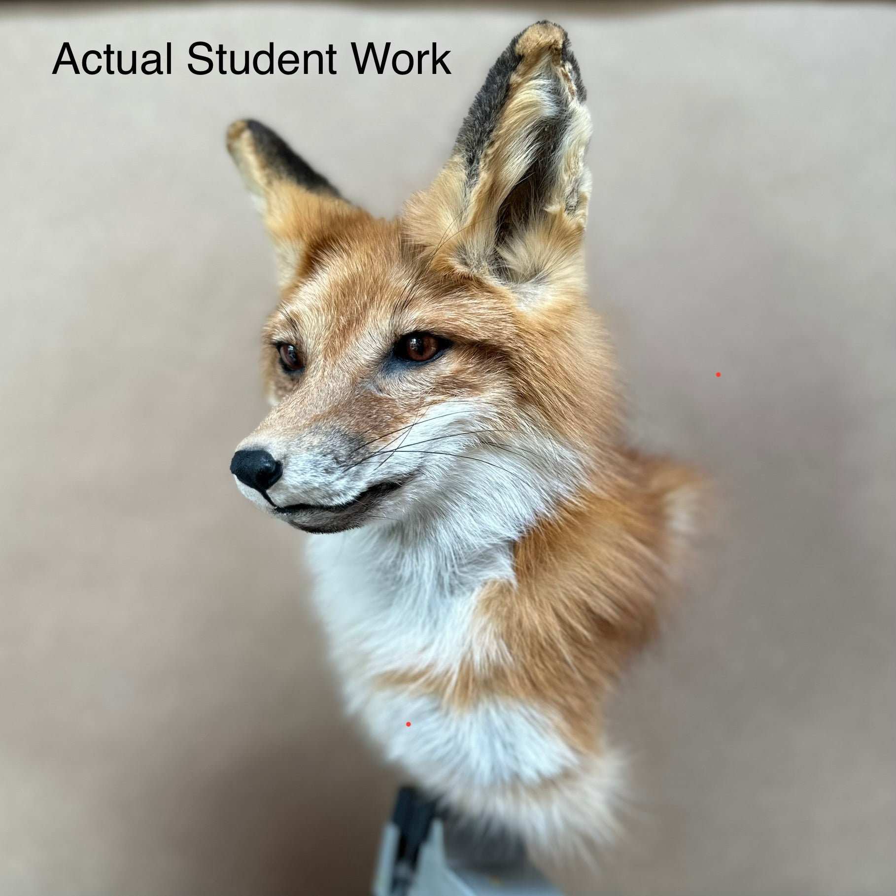 Raccoon & Red Fox Shoulder Mount Payment
