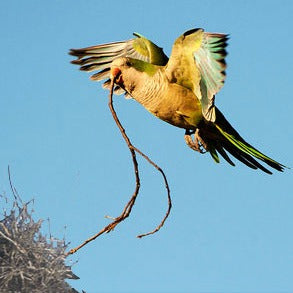 Monk Parakeet - Deposit