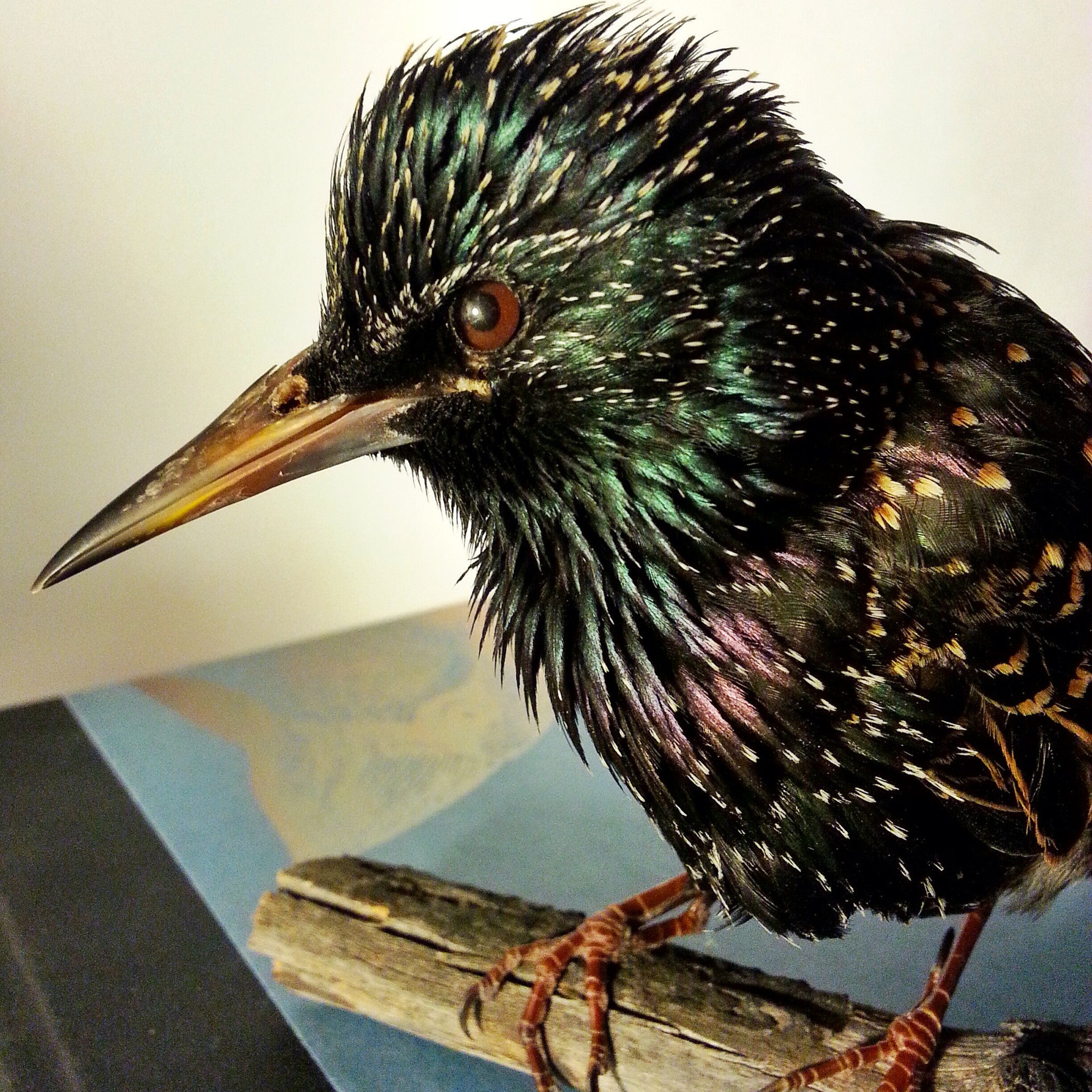 Bird Taxidermy Class - Low Income & Diversity