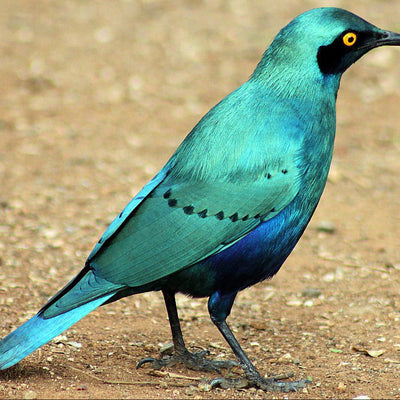 Advanced Birds semi-private course with Allis Markham