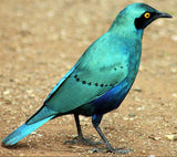 Advanced Birds semi-private course with Allis Markham
