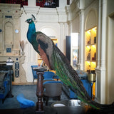 Custom Peacock Taxidermy