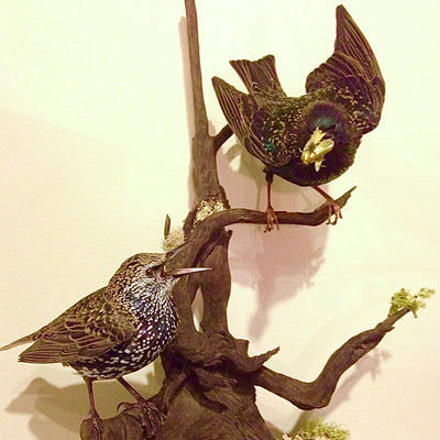 Birds Course - Low Income