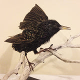 Birds Course - Low Income